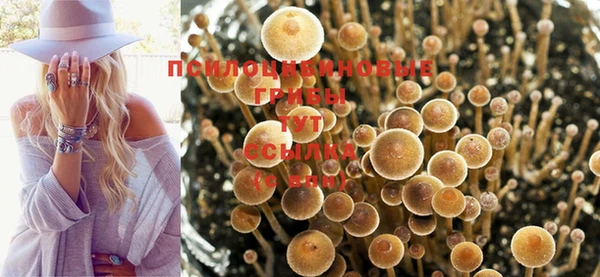 apvp Аркадак